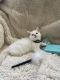 British Shorthair Cats for sale in Temecula, CA 92592, USA. price: $2,000