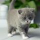 British Shorthair Cats for sale in North Port, FL, USA. price: $350