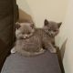 British Shorthair Cats for sale in North Port, FL, USA. price: $400