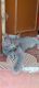 British Shorthair Cats for sale in MMTC Colony, Nanganallur, Chennai, Tamil Nadu 600061, India. price: 9 INR