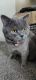 British Shorthair Cats for sale in Firestone, CO, USA. price: $800