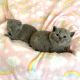 British Shorthair Cats for sale in Atlanta, GA, USA. price: $200