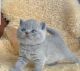 British Shorthair Cats for sale in Florence, SC, USA. price: $260