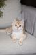 British Shorthair Cats for sale in King County, WA, USA. price: $2,000