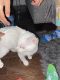 British Shorthair Cats for sale in Queens, NY, USA. price: $1,600