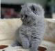 British Shorthair Cats for sale in NJ-27, Edison, NJ, USA. price: $280