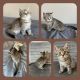 British Shorthair Cats for sale in West Sacramento, CA, USA. price: $1,100