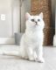 British Shorthair Cats for sale in Chattaroy, WA 99003, USA. price: NA