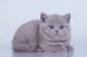 British Shorthair Cats for sale in Chicago, IL, USA. price: $1,950