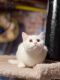 British Shorthair Cats for sale in Iowa Falls, IA 50126, USA. price: NA