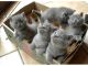 British Shorthair Cats for sale in Texas City, TX, USA. price: NA