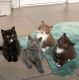 British Shorthair Cats for sale in California City, CA, USA. price: NA