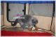 British Shorthair Cats for sale in Klamath Falls, OR, USA. price: $1,275