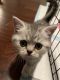 British Shorthair Cats for sale in Huntingdon Rd, Bryn Athyn, PA, USA. price: NA