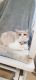 British Shorthair Cats for sale in Woodland, CA, USA. price: $2,500