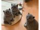 British Shorthair Cats for sale in Alabama Ave, Brooklyn, NY 11207, USA. price: NA