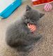 British Shorthair Cats for sale in Vacaville Ave, Chula Vista, CA 91913, USA. price: $400