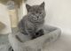 British Shorthair Cats for sale in Dallas, NC, USA. price: $450