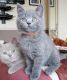 British Shorthair Cats for sale in Myrtle Beach, SC, USA. price: $450