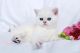 British Shorthair Cats for sale in Daytona Beach, FL, USA. price: $800