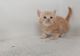British Shorthair Cats for sale in Daytona Beach, FL, USA. price: $700