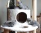 British Shorthair Cats for sale in Florida A1A, Miami Beach, FL, USA. price: $700