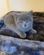 British Shorthair Cats for sale in Florida A1A, Miami Beach, FL, USA. price: NA