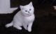 British Shorthair Cats for sale in Florida A1A, Miami Beach, FL, USA. price: $700