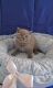 British Shorthair Cats for sale in Atlanta, GA, USA. price: $900