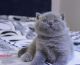 British Shorthair Cats for sale in Orlando, FL, USA. price: NA