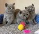British Shorthair Cats for sale in Orlando, FL, USA. price: NA