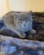 British Shorthair Cats for sale in NC-55, Durham, NC, USA. price: $1,200