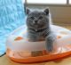 British Shorthair Cats for sale in New Jersey Turnpike, Kearny, NJ, USA. price: $1,200