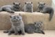 British Shorthair Cats for sale in New Jersey Turnpike, Kearny, NJ, USA. price: $1,000