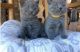 British Shorthair Cats for sale in Pennsylvania Avenue NW, Washington, DC, USA. price: $1,200