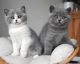 British Shorthair Cats for sale in Pennsylvania Avenue NW, Washington, DC, USA. price: $1,000