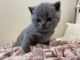 British Shorthair Cats for sale in Waco, TX, USA. price: $1,400