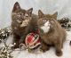 British Shorthair Cats for sale in RI-108, South Kingstown, RI, USA. price: NA