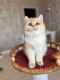 British Shorthair Cats for sale in Coventry, RI, USA. price: $2,500