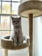 British Shorthair Cats for sale in Fairfax, VA, USA. price: $1,500