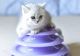 British Shorthair Cats for sale in Orange Park, FL 32073, USA. price: NA