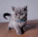 British Shorthair Cats for sale in Hollywood, Los Angeles, CA, USA. price: $400