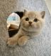 British Shorthair Cats for sale in Las Vegas, Dana Point, CA 92624, USA. price: $400