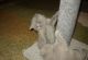 British Shorthair Cats for sale in Atlanta, GA, USA. price: $800