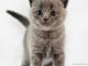 British Shorthair Cats for sale in Atlanta, GA, USA. price: $800