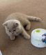 British Shorthair Cats for sale in San Diego, CA, USA. price: $400