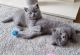 British Shorthair Cats for sale in Miami Beach, FL, USA. price: $750