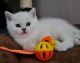 British Shorthair Cats for sale in Fresno, CA, USA. price: $400