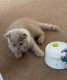 British Shorthair Cats for sale in San Jose Ave, South Gate, CA, USA. price: $400