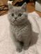 British Shorthair Cats for sale in Las Vegas, Dana Point, CA 92624, USA. price: $400